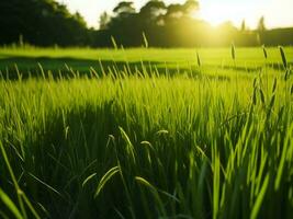 verde erba nel il sole ai generato foto