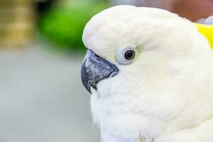 testa di cresta gialla cacatua cacatua solfurea foto