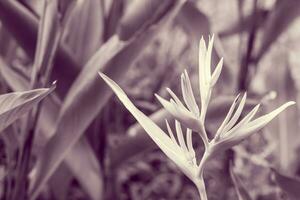 Vintage ▾ uccello di Paradiso fiore, heliconia fiore foto