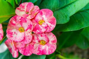 corona di spine fiori euforbia milli desmoul foto