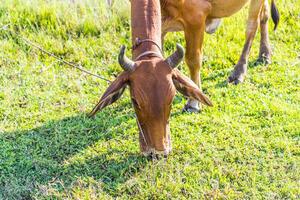 mucca nel il riso azienda agricola mangiare foto