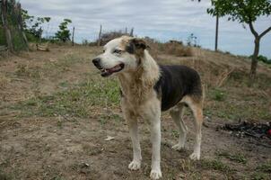 un' vagante cane passeggiate su il strada foto