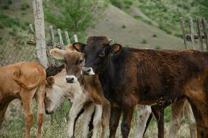 mucche e vitelli su il correre nel estate. alto qualità foto