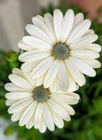 fioritura fiore nel il giardino foto