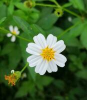 fioritura fiore nel il giardino foto