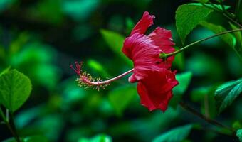 bellissimo fioritura fiore nel giardino foto