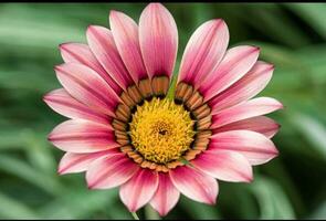 bellissimo fioritura fiore nel giardino foto