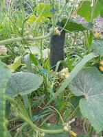in crescita nel giardino erba verde cetriolo con fiori. gustoso vegano concetto. foto