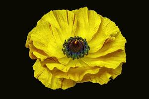 un' luminosa giallo ranuncolo fiore fotografato a partire dal un obliquo angolo foto