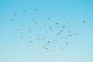 un' gregge di uccelli volante nel il blu cielo foto