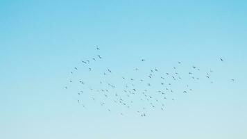 un' gregge di uccelli volante nel il blu cielo foto