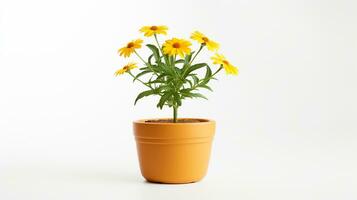 foto di Helenium autumnale fiore nel pentola isolato su bianca sfondo. generativo ai