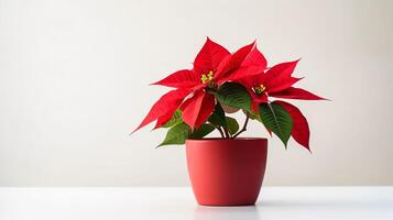 foto di poinsettia fiore nel pentola isolato su bianca sfondo. generativo ai