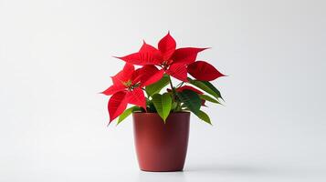 foto di poinsettia fiore nel pentola isolato su bianca sfondo. generativo ai