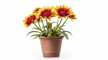 foto di gaillardia fiore nel pentola isolato su bianca sfondo. generativo ai