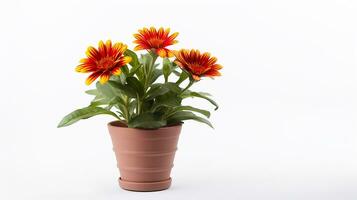 foto di gaillardia fiore nel pentola isolato su bianca sfondo. generativo ai