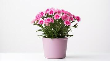 foto di dianthus fiore nel pentola isolato su bianca sfondo. generativo ai