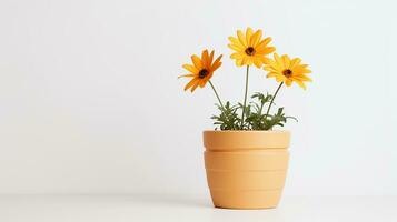 foto di coreopsis fiore nel pentola isolato su bianca sfondo. generativo ai