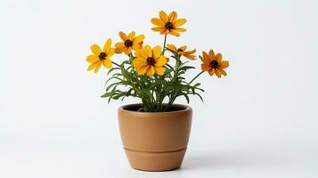 foto di coreopsis fiore nel pentola isolato su bianca sfondo. generativo ai