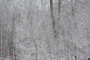 sfondo della foresta invernale innevata