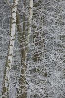 sfondo della foresta invernale innevata
