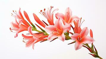 foto di bellissimo watsonia fiore isolato su bianca sfondo. generativo ai