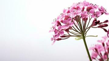 foto di bellissimo valeriana fiore isolato su bianca sfondo. generativo ai