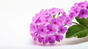 foto di bellissimo verbena fiore isolato su bianca sfondo. generativo ai