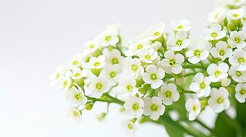 foto di bellissimo dolce alyssum fiore isolato su bianca sfondo. generativo ai