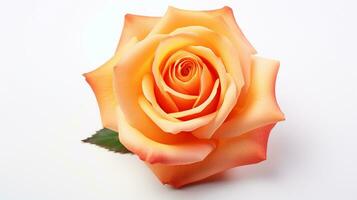 foto di bellissimo sole rosa fiore isolato su bianca sfondo. generativo ai