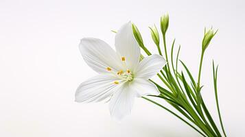 foto di bellissimo stella di betlemme fiore isolato su bianca sfondo. generativo ai