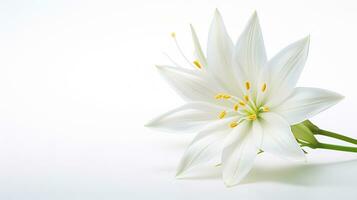 foto di bellissimo stella di betlemme fiore isolato su bianca sfondo. generativo ai