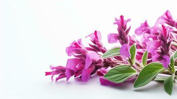 foto di bellissimo salvia fiore isolato su bianca sfondo. generativo ai