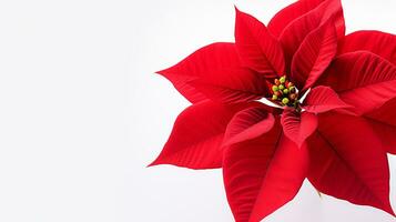 foto di bellissimo poinsettia fiore isolato su bianca sfondo. generativo ai