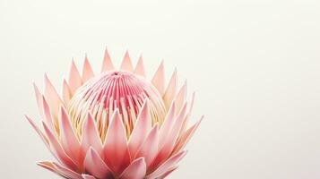 foto di bellissimo protea fiore isolato su bianca sfondo. generativo ai