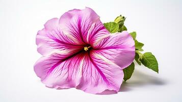 foto di bellissimo petunia fiore isolato su bianca sfondo. generativo ai