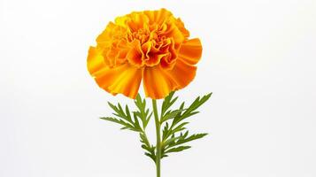 foto di bellissimo calendula fiore isolato su bianca sfondo. generativo ai