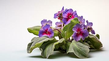 foto di bellissimo lungwort fiore isolato su bianca sfondo. generativo ai