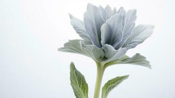 foto di bellissimo di agnello orecchio fiore isolato su bianca sfondo. generativo ai