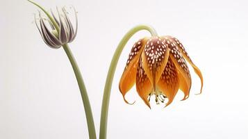 foto di bellissimo Fritillaria fiore isolato su bianca sfondo. generativo ai