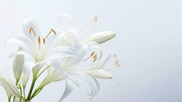 foto di bellissimo Fata giglio fiore isolato su bianca sfondo. generativo ai