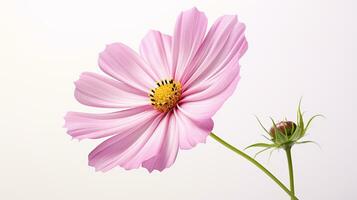 foto di bellissimo cosmo fiore isolato su bianca sfondo. generativo ai