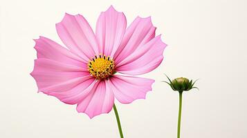 foto di bellissimo cosmo fiore isolato su bianca sfondo. generativo ai