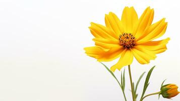 foto di bellissimo coreopsis fiore isolato su bianca sfondo. generativo ai