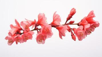 foto di bellissimo corallo campane fiore isolato su bianca sfondo. generativo ai