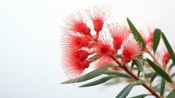 foto di bellissimo bottlebrush fiore isolato su bianca sfondo. generativo ai