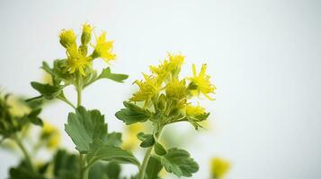 foto di bellissimo del vescovo erba fiore isolato su bianca sfondo. generativo ai