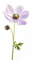 foto di bellissimo anemone fiore isolato su bianca sfondo. generativo ai