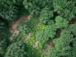 Visualizza a partire dal sopra verde naturale tema foto