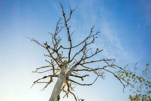 un' grande albero sta morto contro il luminosa blu cielo sfondo e mattina sole luce. foto